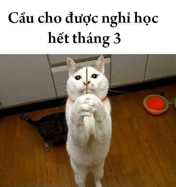 meme cầu xin 10