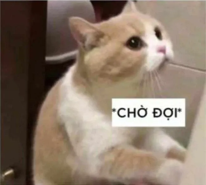 meme chờ đợi 31