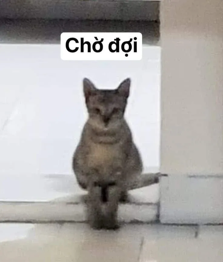 meme chờ đợi 33