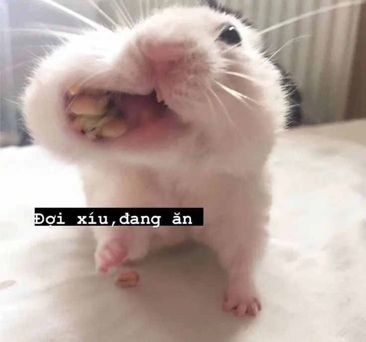 meme chờ đợi 39