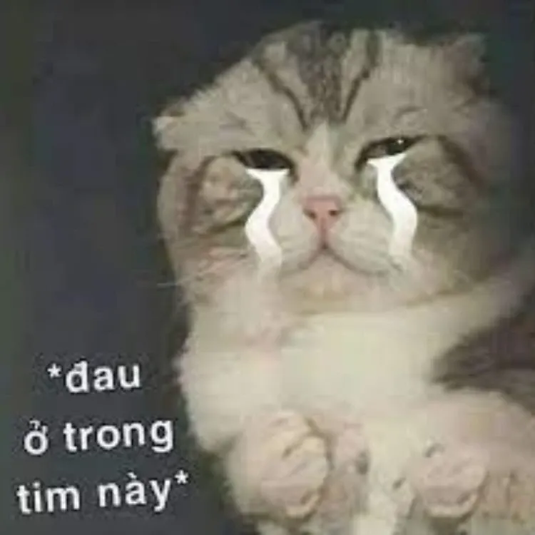 meme đau ở đây này 3