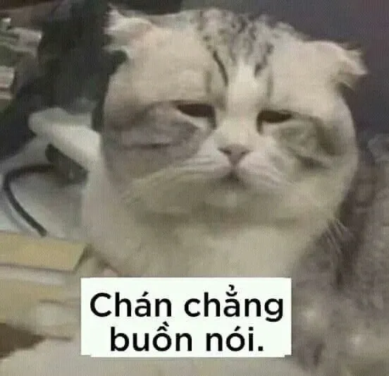 meme đau ở đây này 53