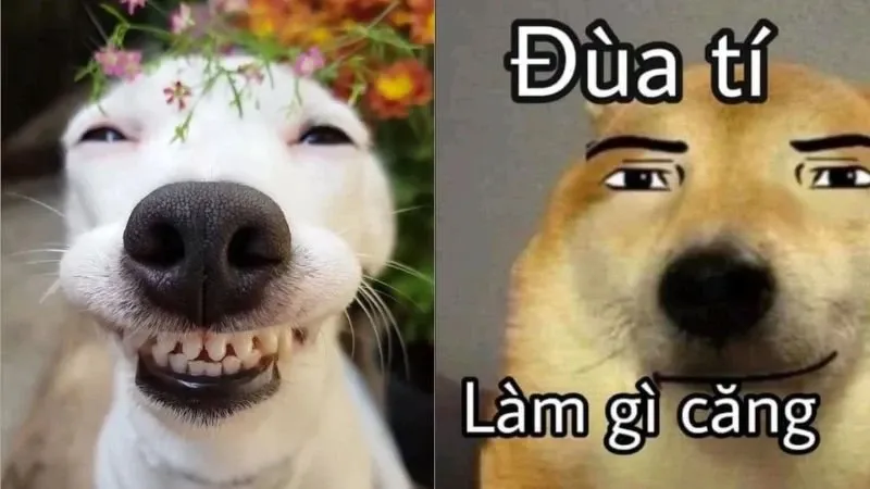 meme hài 24