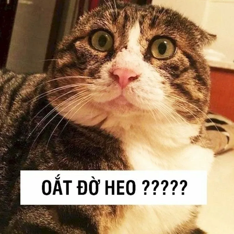 meme hề 44