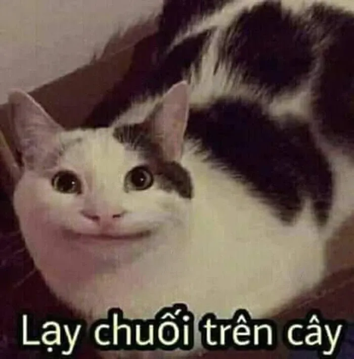 meme lạy 34