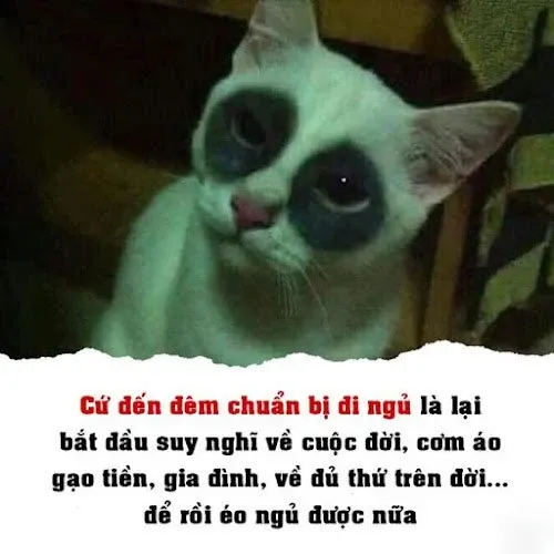 meme mất ngủ 28