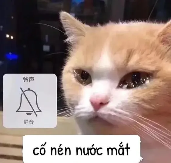 meme mèo buồn 8