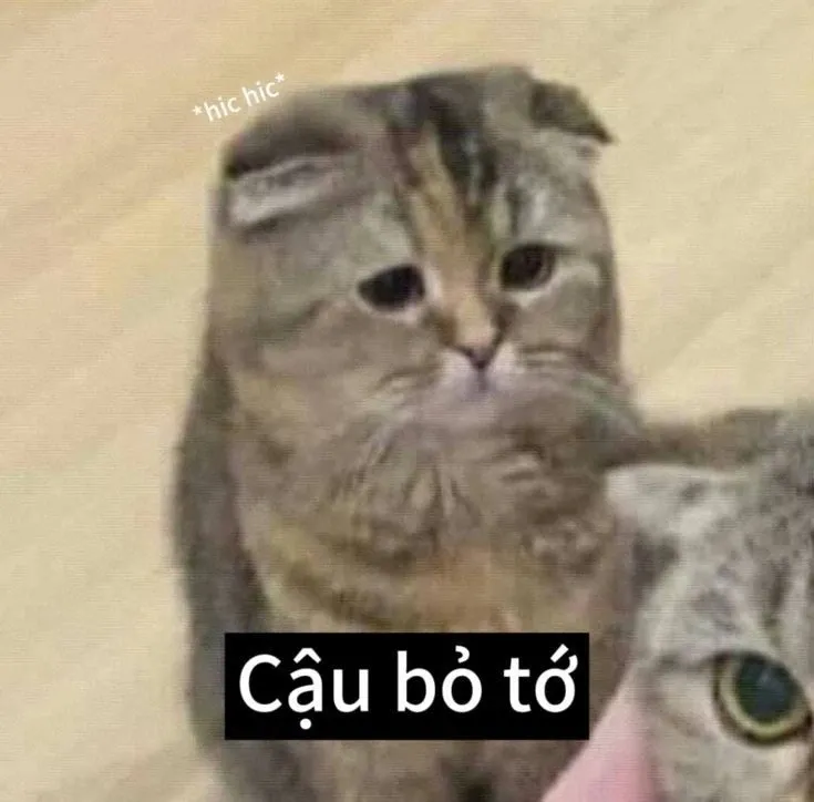 meme mèo buồn 17