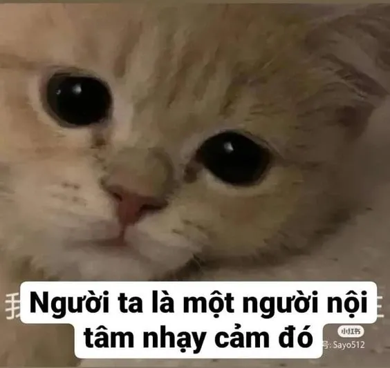 meme mèo buồn 24