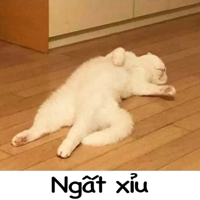 meme mèo ngủ 35