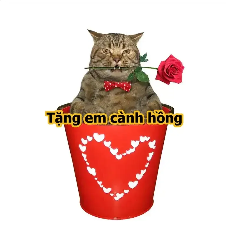 meme mèo tặng hoa 49