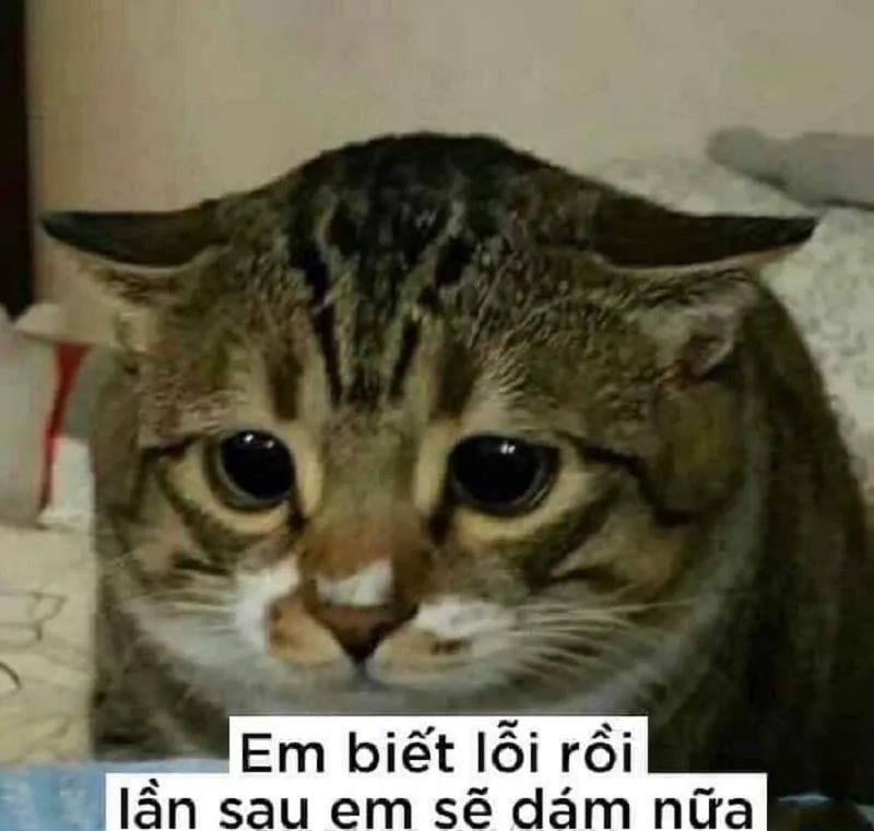 meme mèo xin lỗi 28