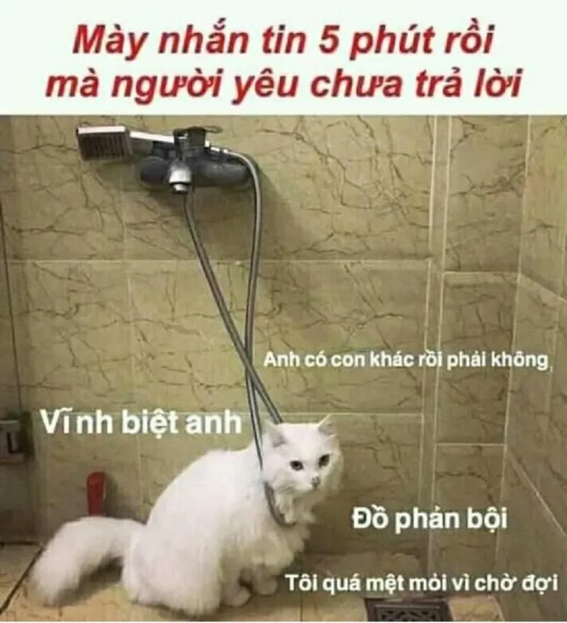 meme mèo xin lỗi 31