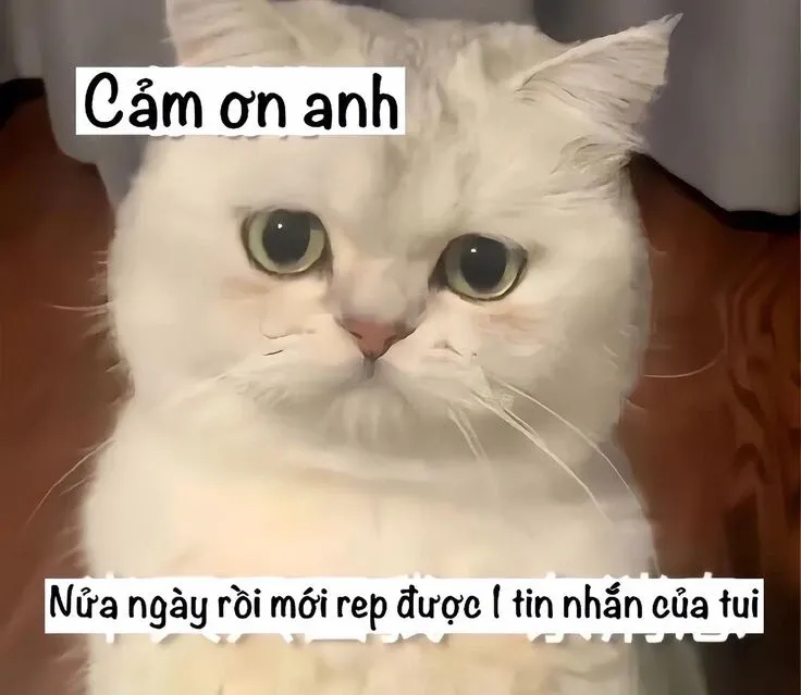 meme mèo xin lỗi 45