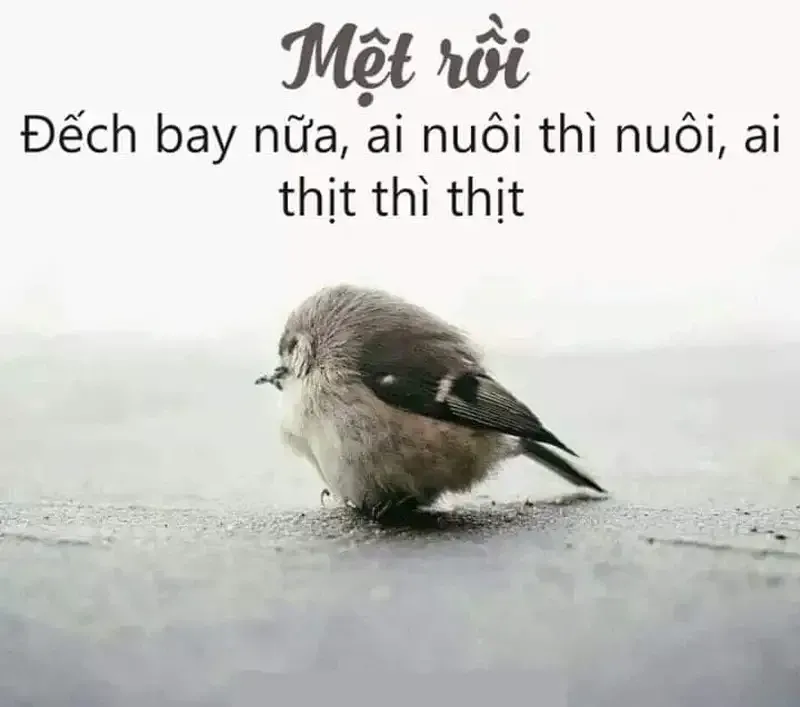 meme mệt mỏi 21