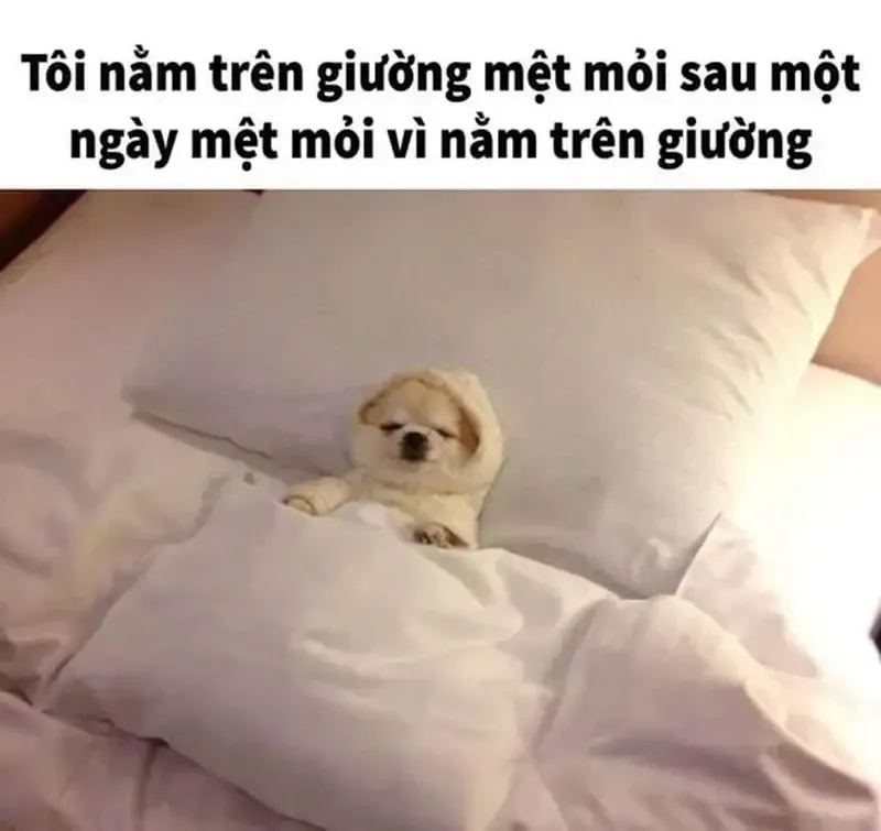 meme mệt mỏi 40