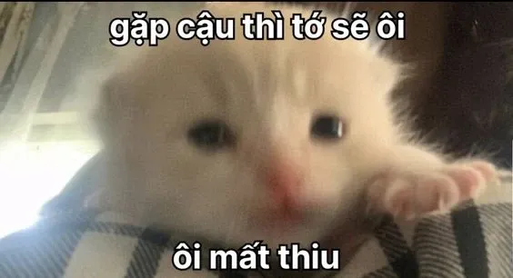 meme thả thính 8