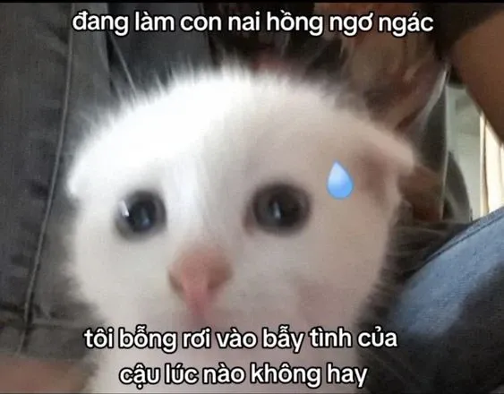 meme thả thính 10