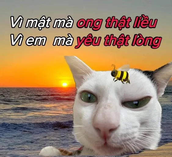 meme thả thính 51