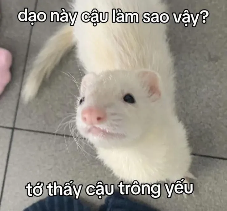 meme thả thính 52