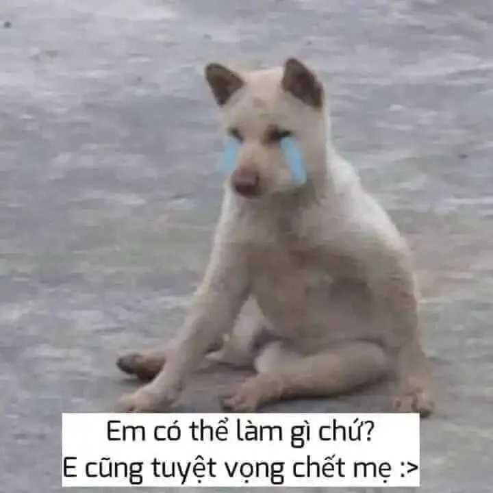 meme thất vọng 24