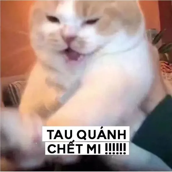 meme thất vọng 32