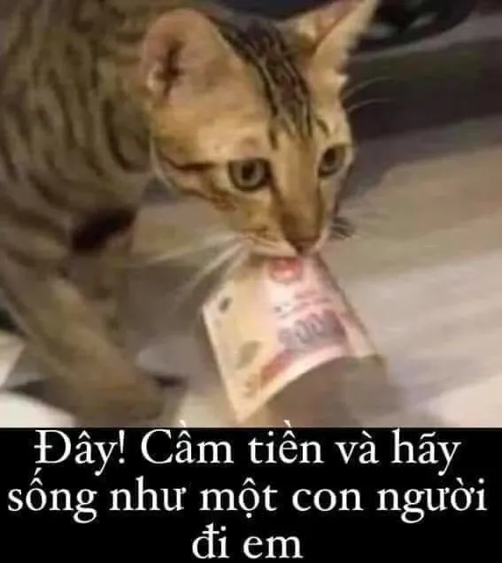 meme tiền 12