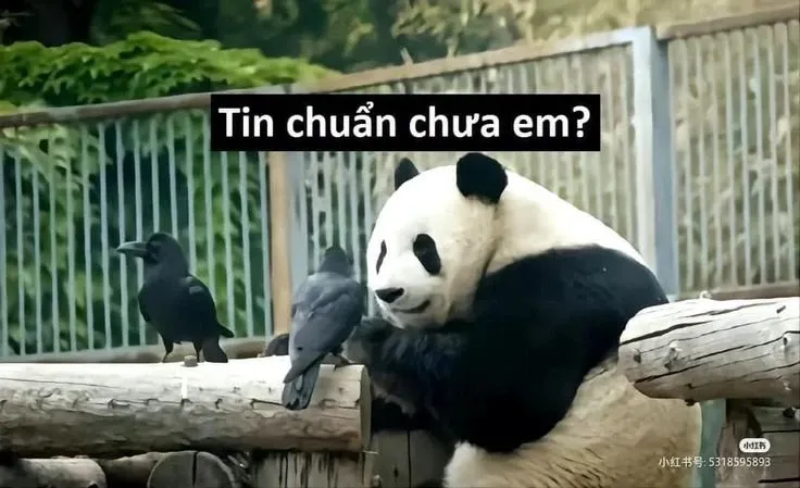 meme tin chuẩn chưa anh 8