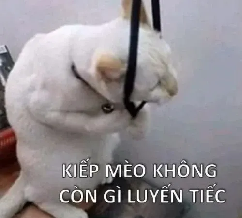 meme tủi thân 35