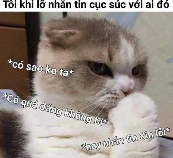 meme xin lỗi 32