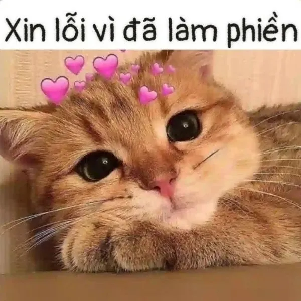 meme xin lỗi 36