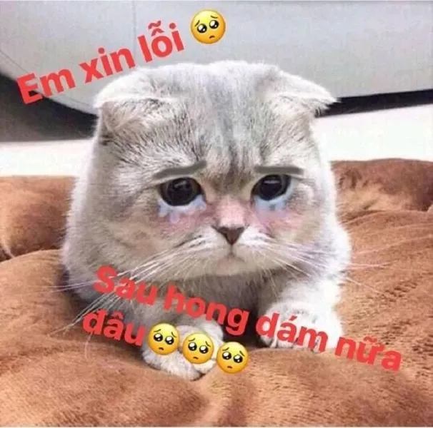 meme xin lỗi 42