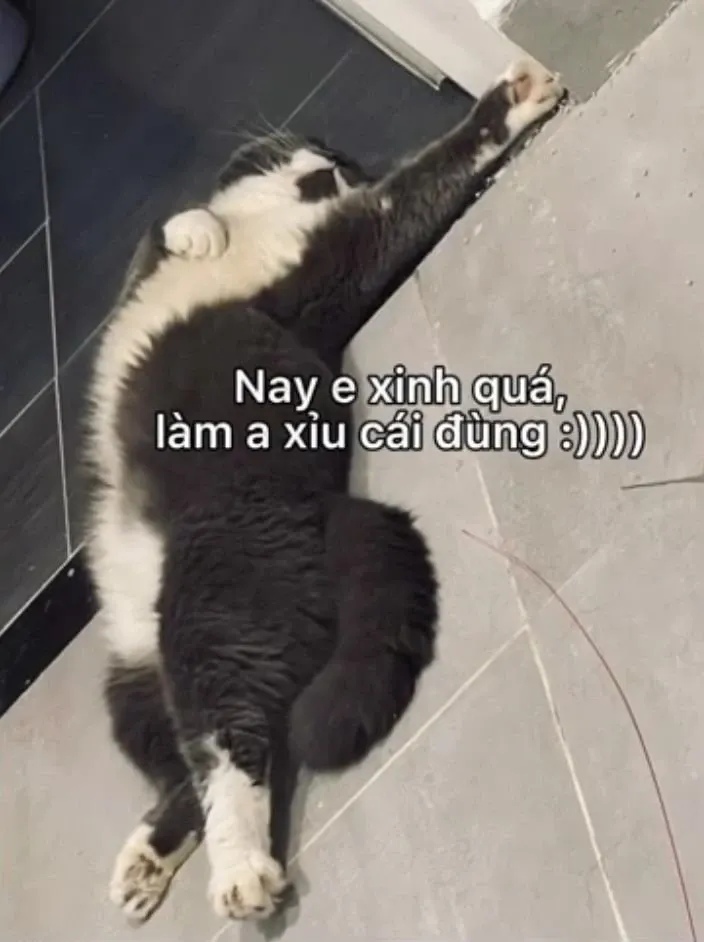 meme xỉu 7