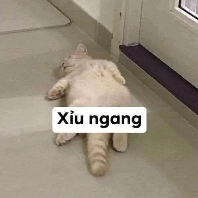 meme xỉu 13