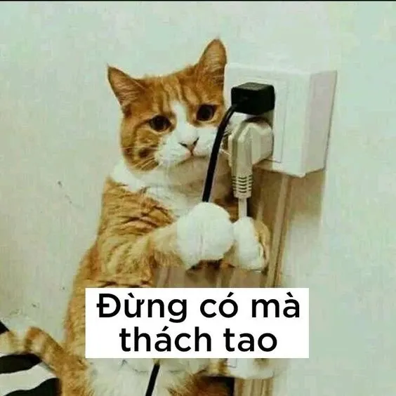 meme xỉu 18