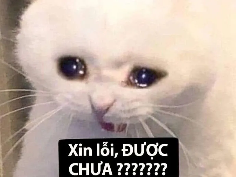 meme xúc động 31