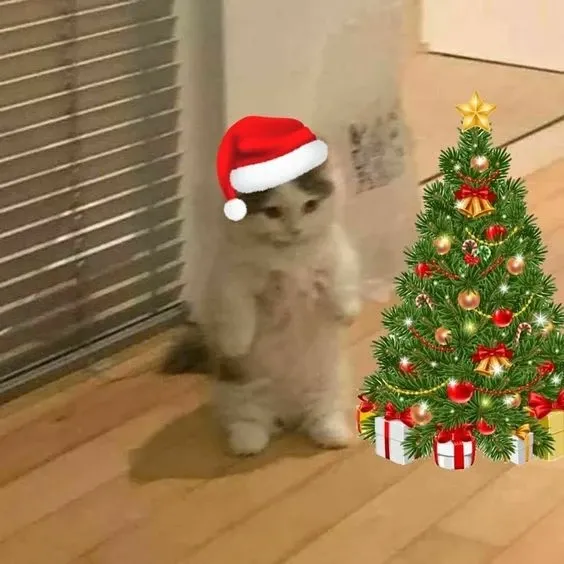 mèo noel meme 15