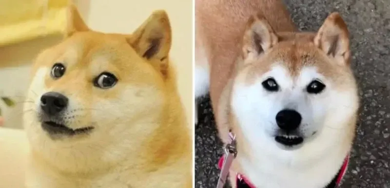 shiba meme 1