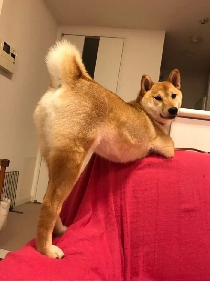 shiba meme 7