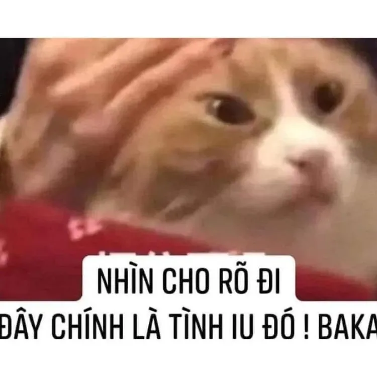 yêu meme 48