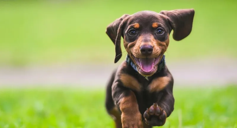 Trang trí màn hình với hình nền chó pitbull ngầu mạnh mẽ