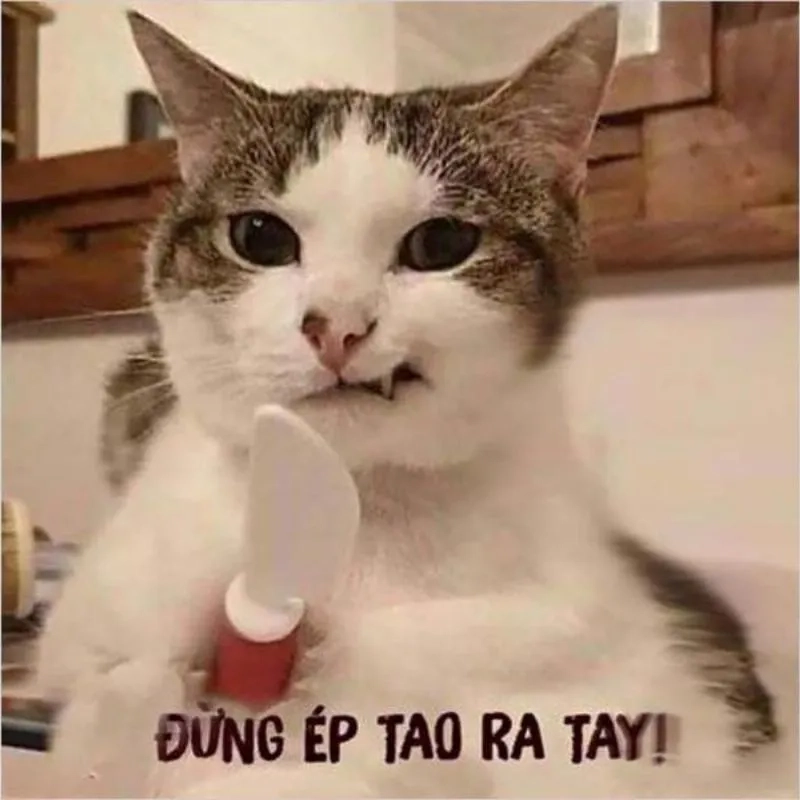 Hình ảnh meme bựa hài hước, tạo niềm vui mỗi ngày