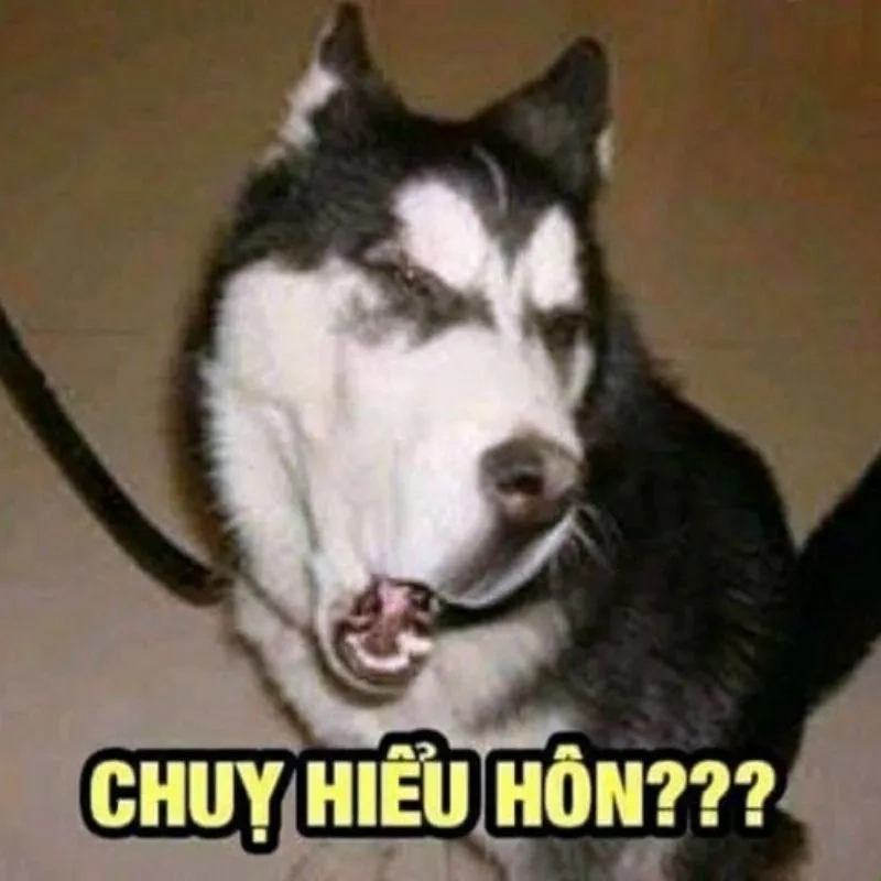 Ảnh hài meme bựa độc đáo, tải ngay để chia sẻ với bạn bè