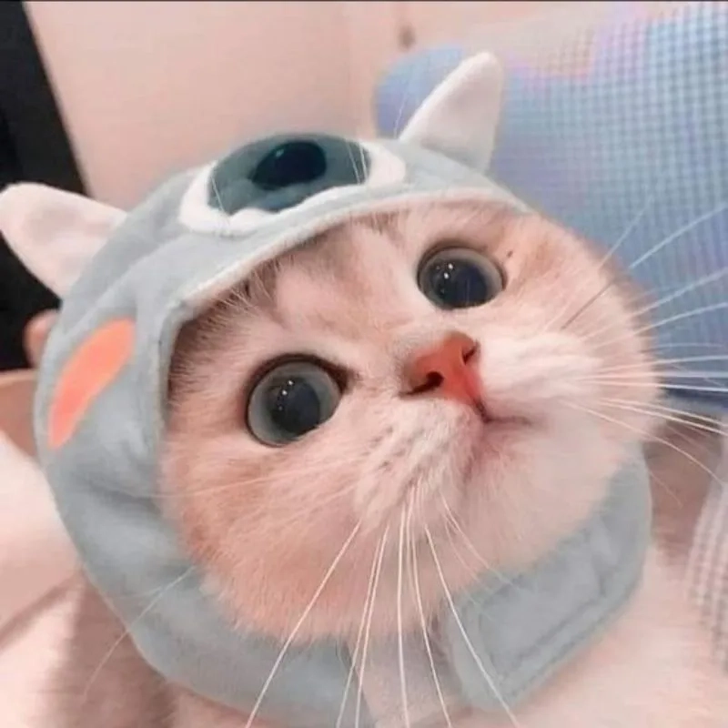 Khám phá ngay avatar cute mèo độc đáo dành riêng cho bạn