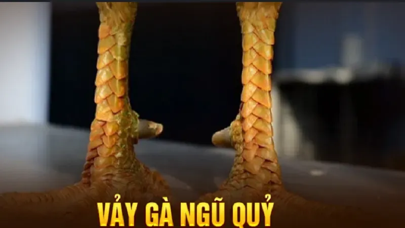 Vảy Gà Ngũ Quỷ Là Gì?  