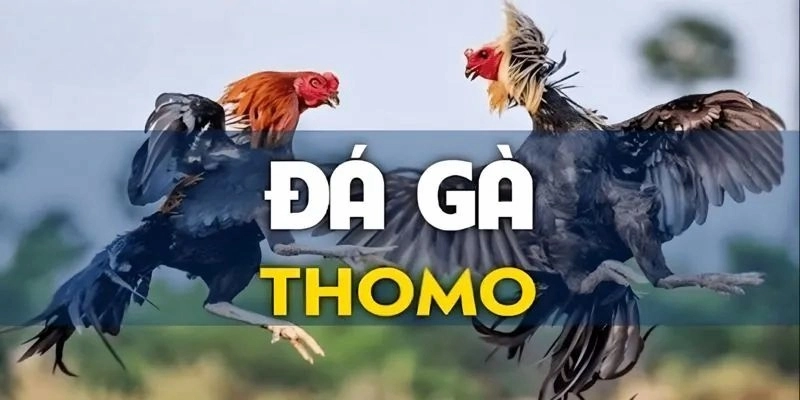 Trải Nghệm Đá Gà Thomo Cùng Nền Tảng I9BET