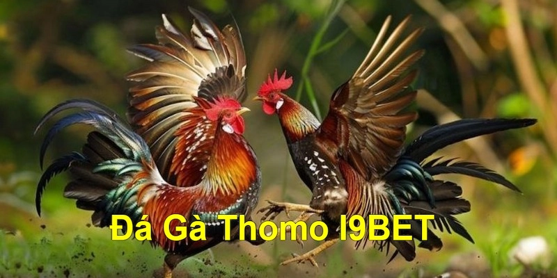 Lợi ích khi chơi đá gà Thomo tại I9BET