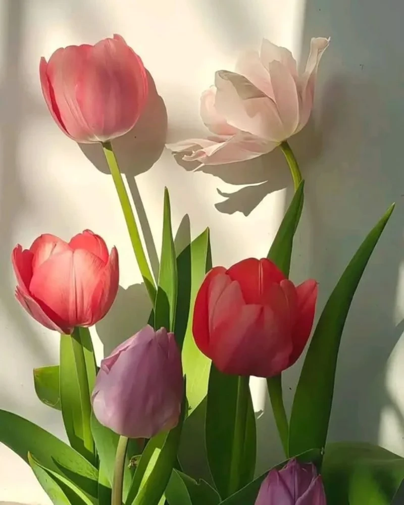 Bộ sưu tập hình ảnh hoa tulip tinh tế, ấn tượng