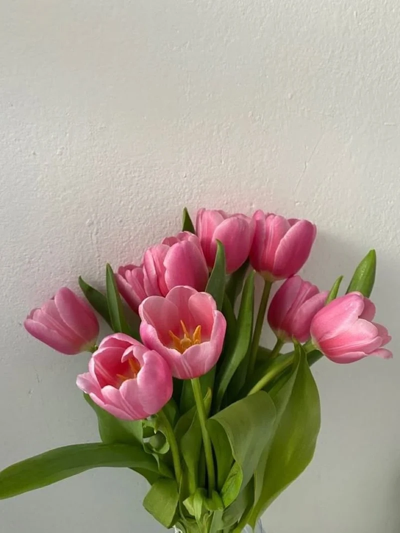 Tải ngay ảnh hoa tulip đẹp nhất chất lượng cao