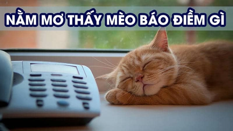 Mơ Thấy Mèo Trắng: Điềm Lành Hay Điềm Dữ Đang Rình Rập?